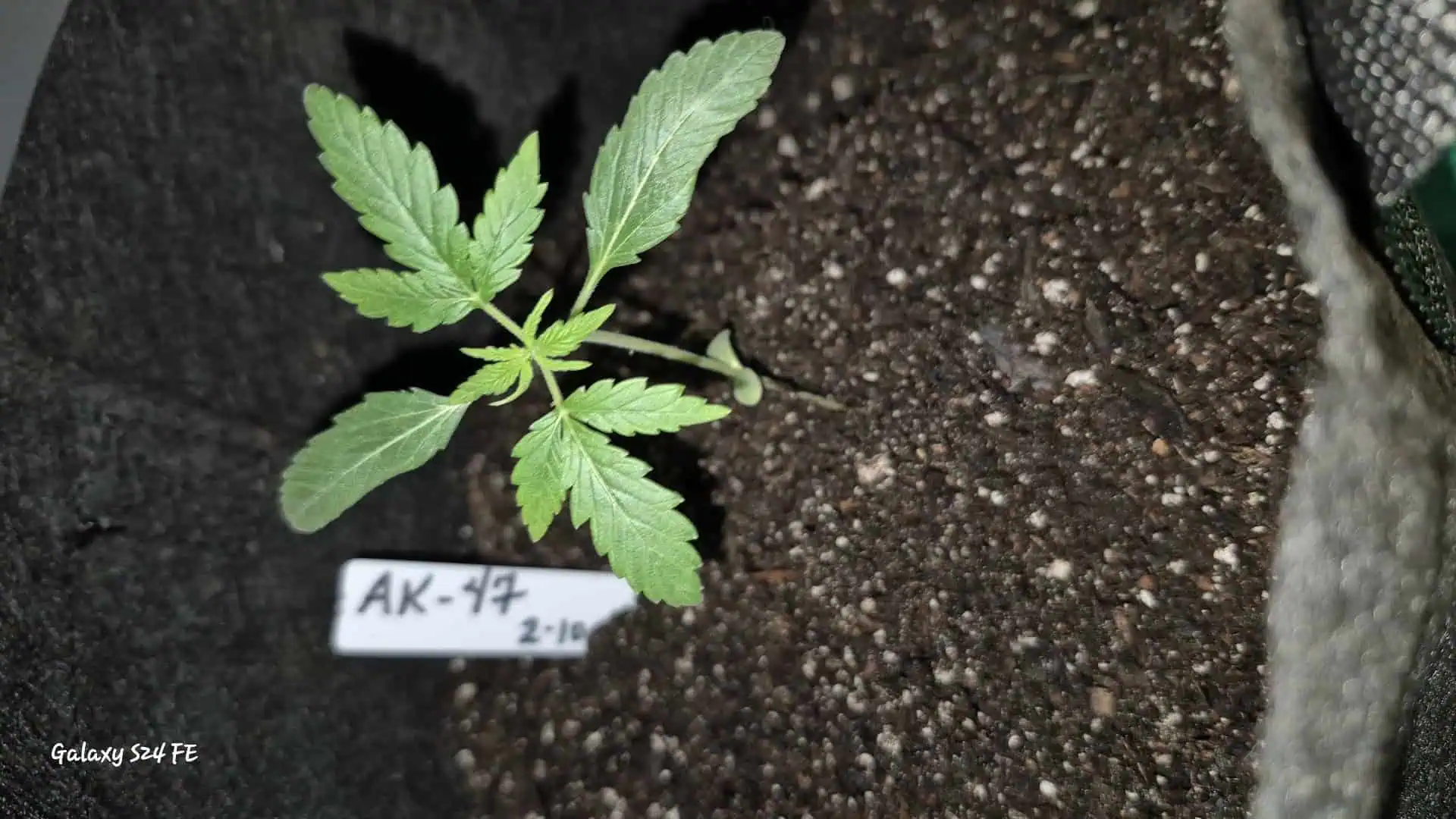 The Fantastic 4 — seedling_rooting, day 4