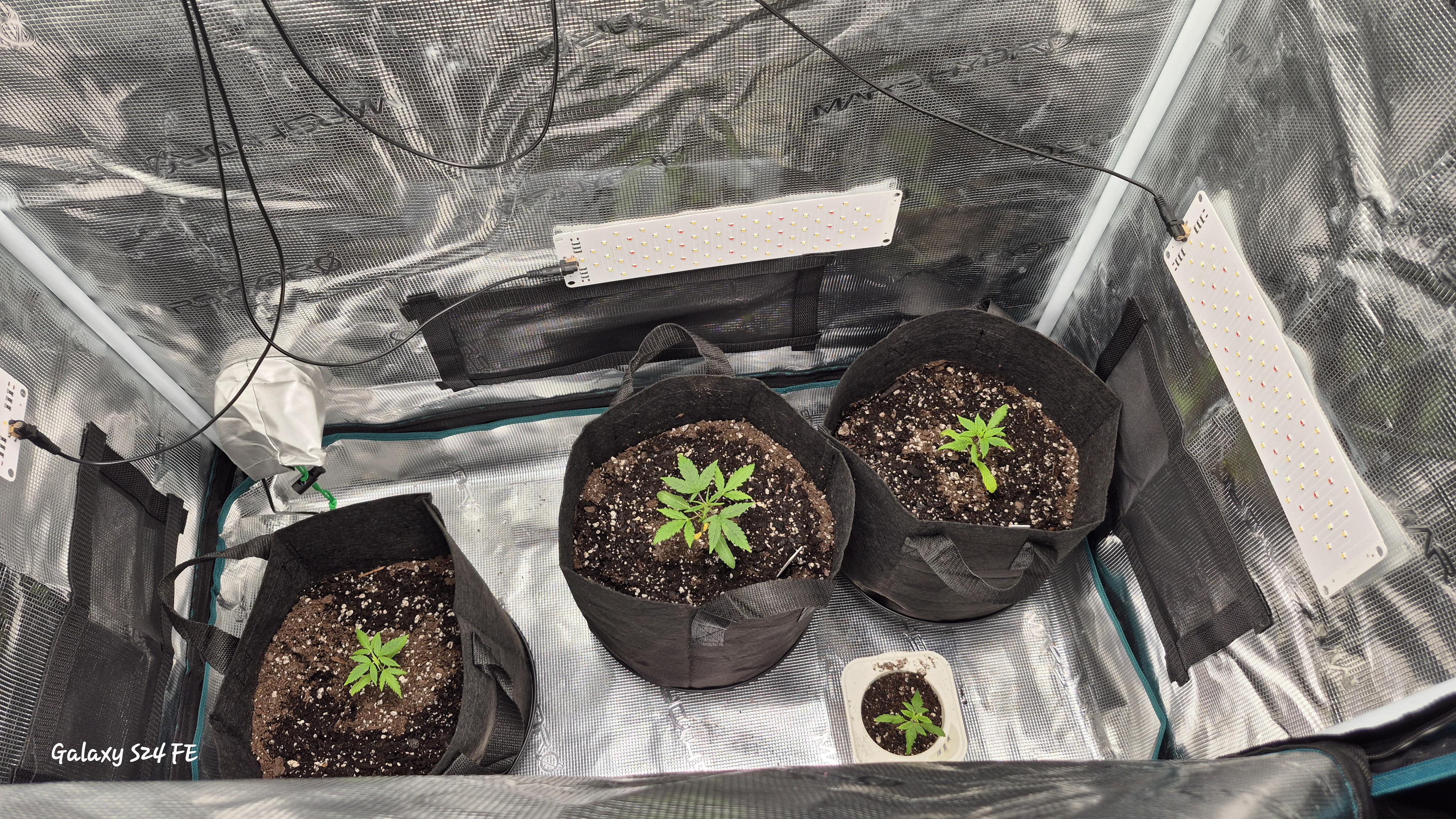 The Fantastic 4 — vegetative, day 9