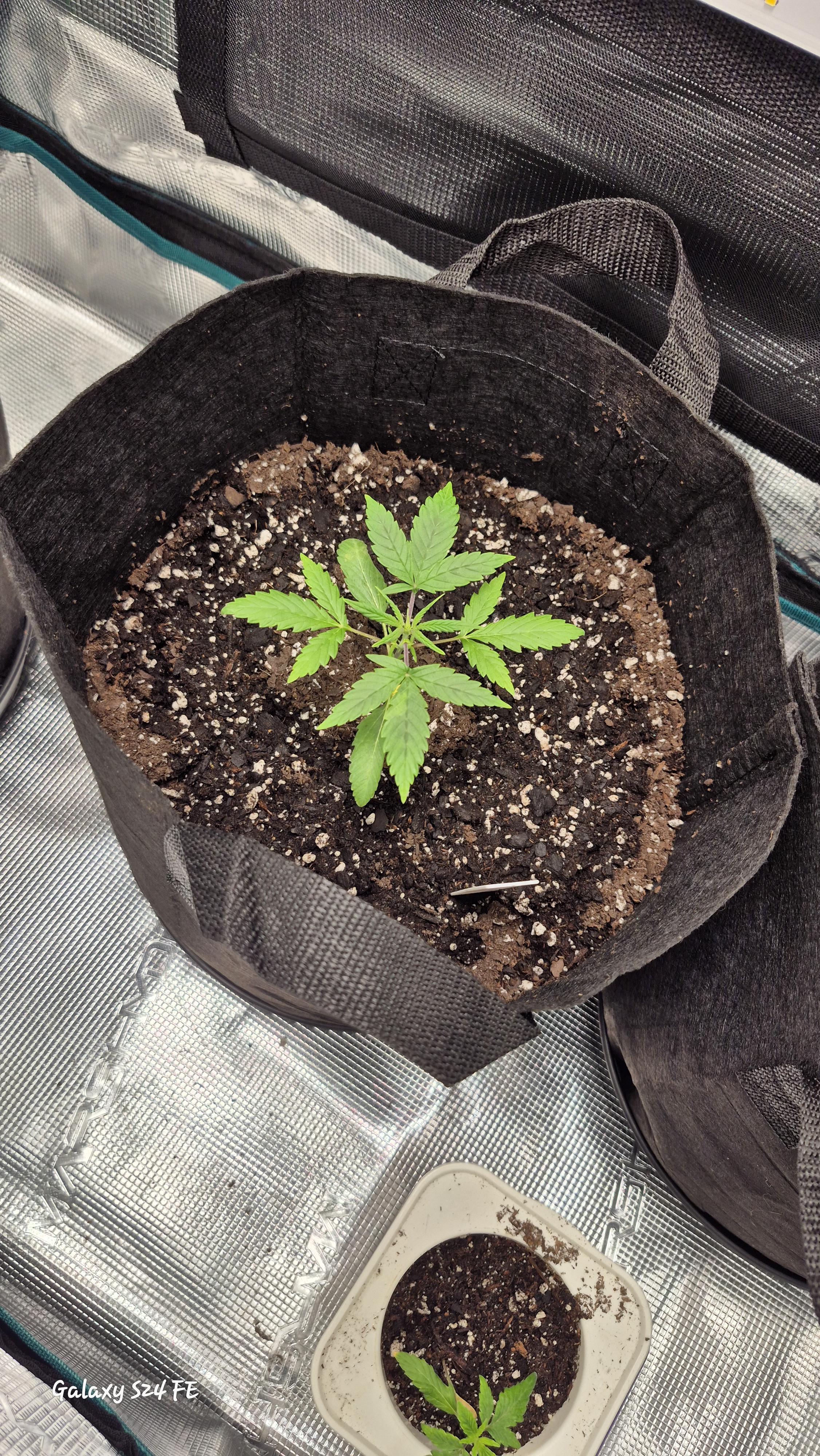 The Fantastic 4 — vegetative, day 9