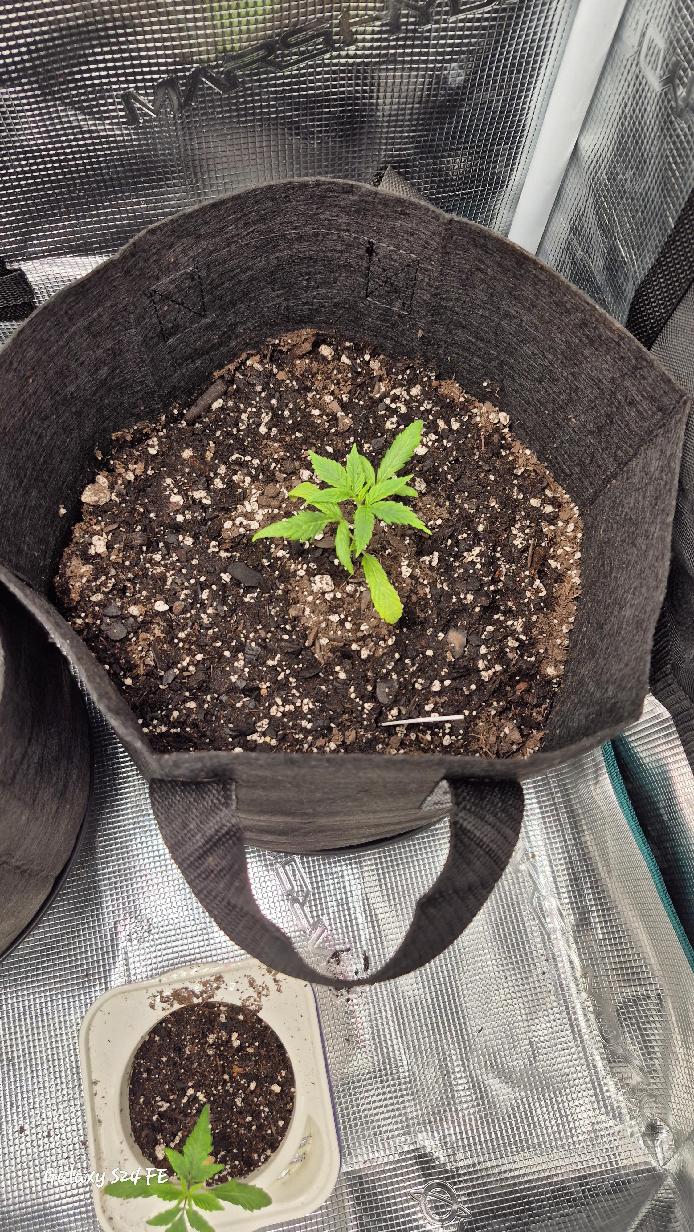 The Fantastic 4 — vegetative, day 9