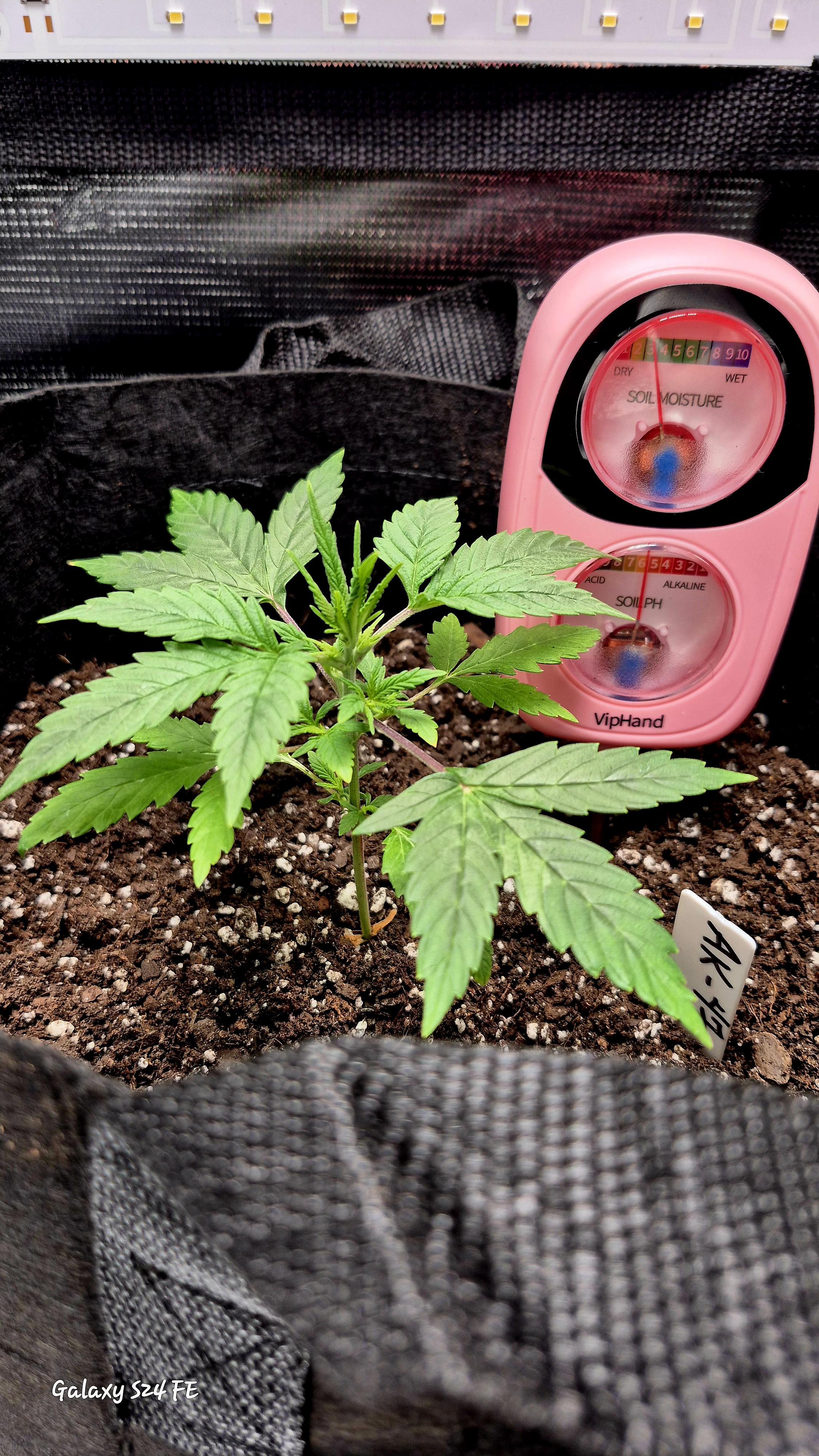 The Fantastic 4 — vegetative, day 12