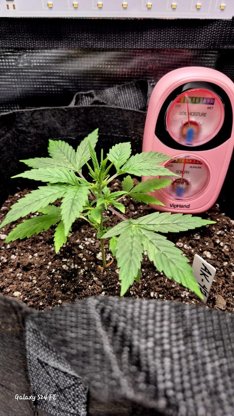 The Fantastic 4 — vegetative, day 12