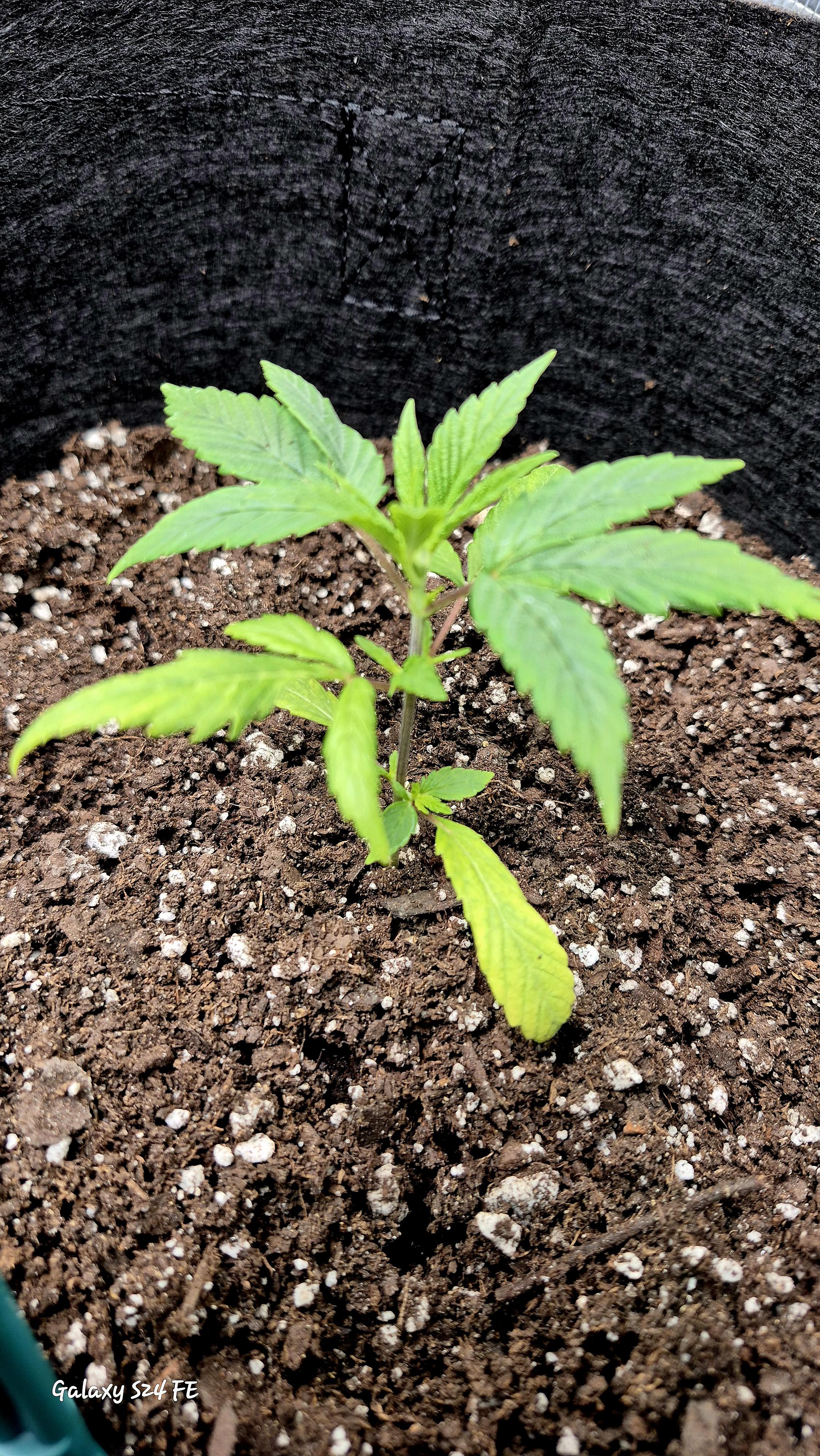 The Fantastic 4 — vegetative, day 12