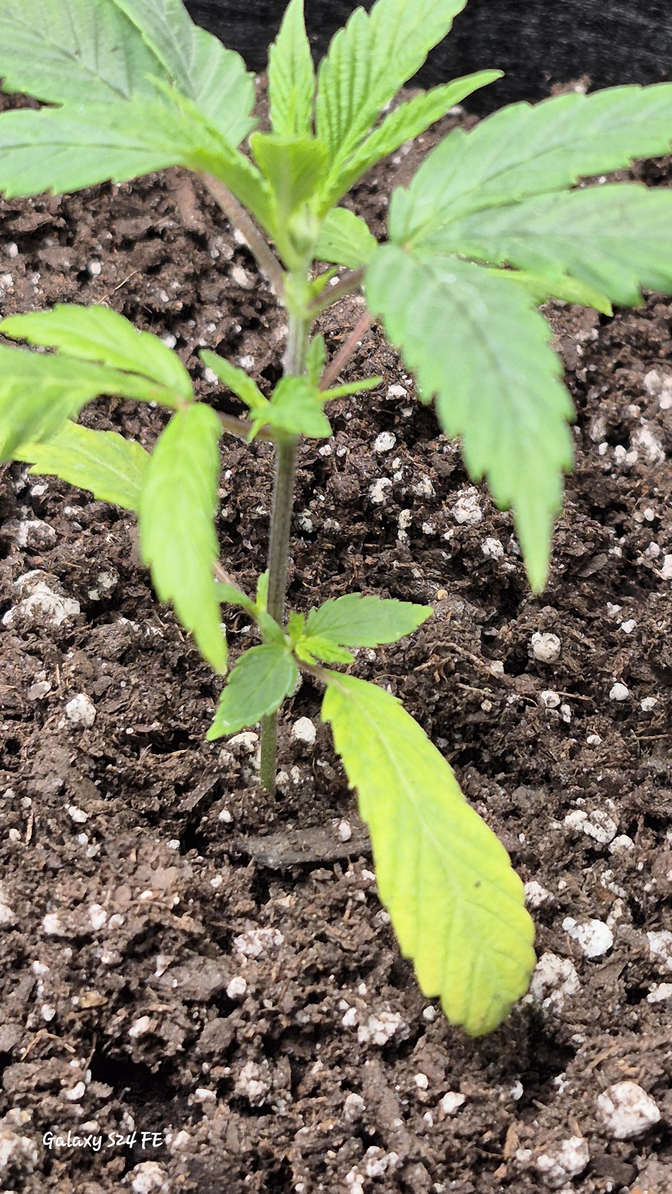 The Fantastic 4 — vegetative, day 12