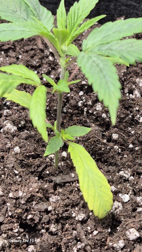 The Fantastic 4 — vegetative, day 12