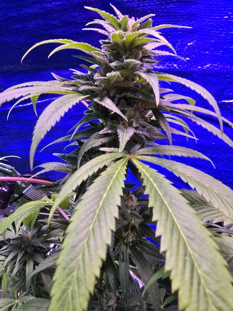 2nd Harvest — flower, day 1