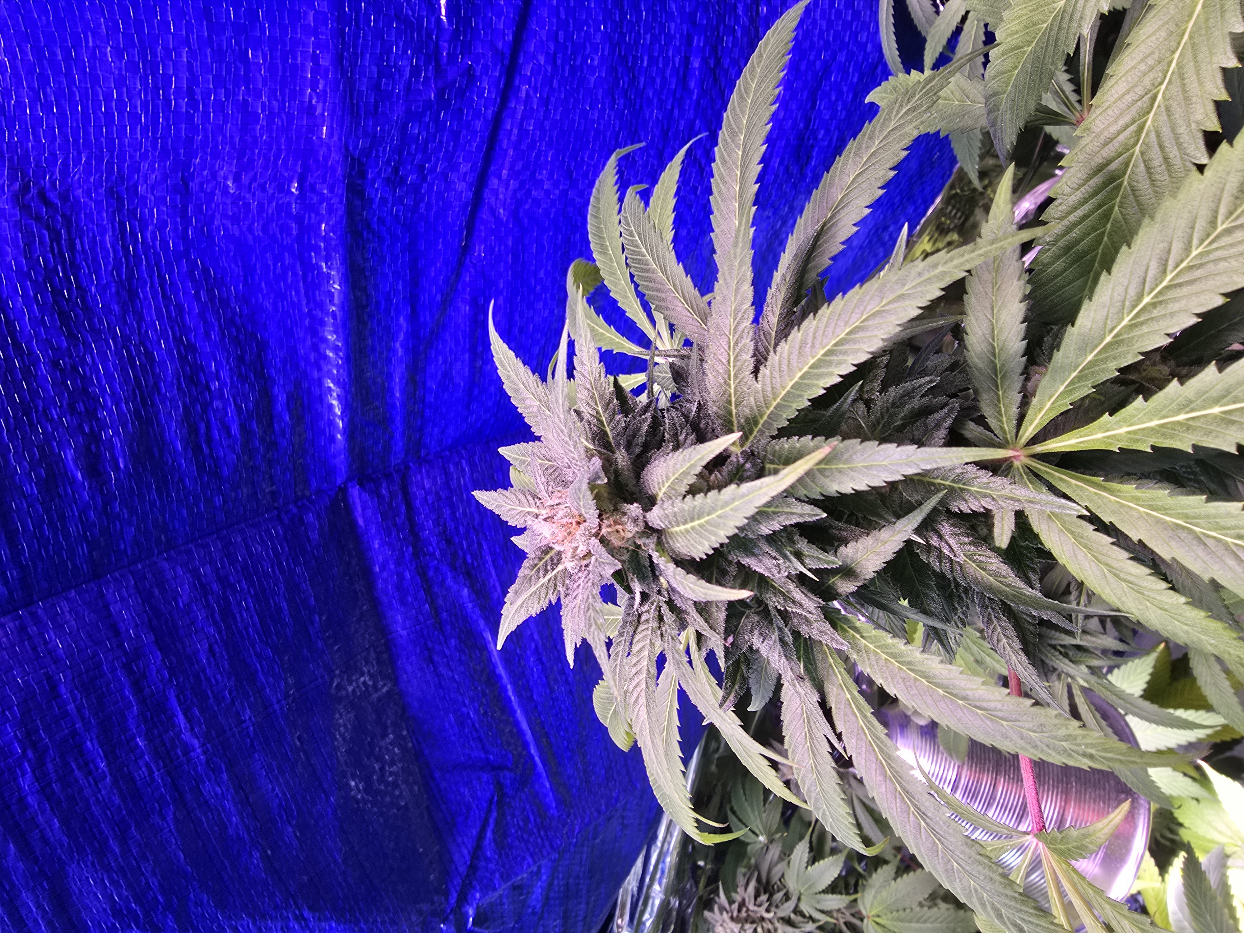 2nd Harvest — flower, day 1