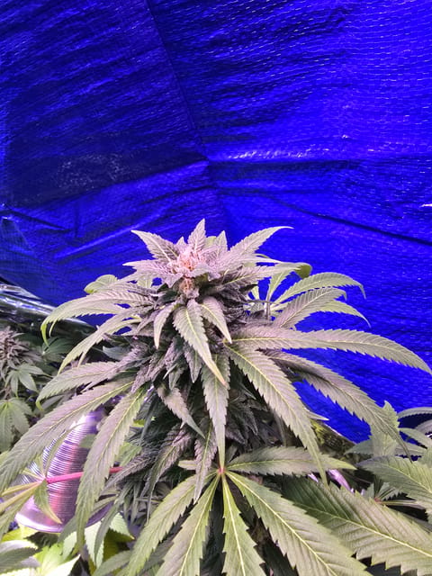 2nd Harvest — flower, day 1