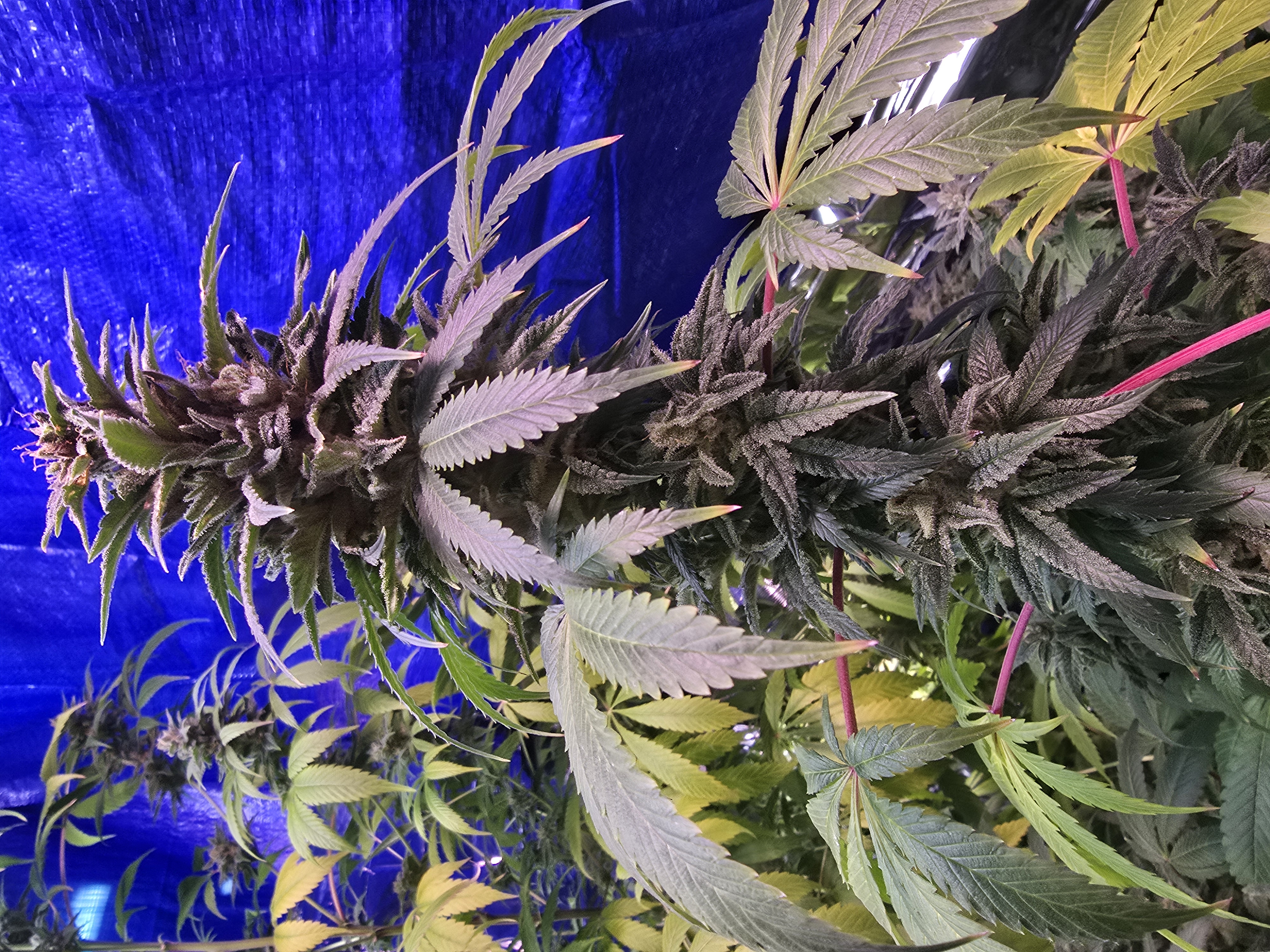 2nd Harvest — flower, day 1