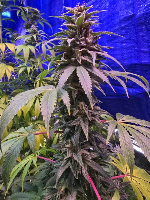 2nd Harvest — flower, day 1
