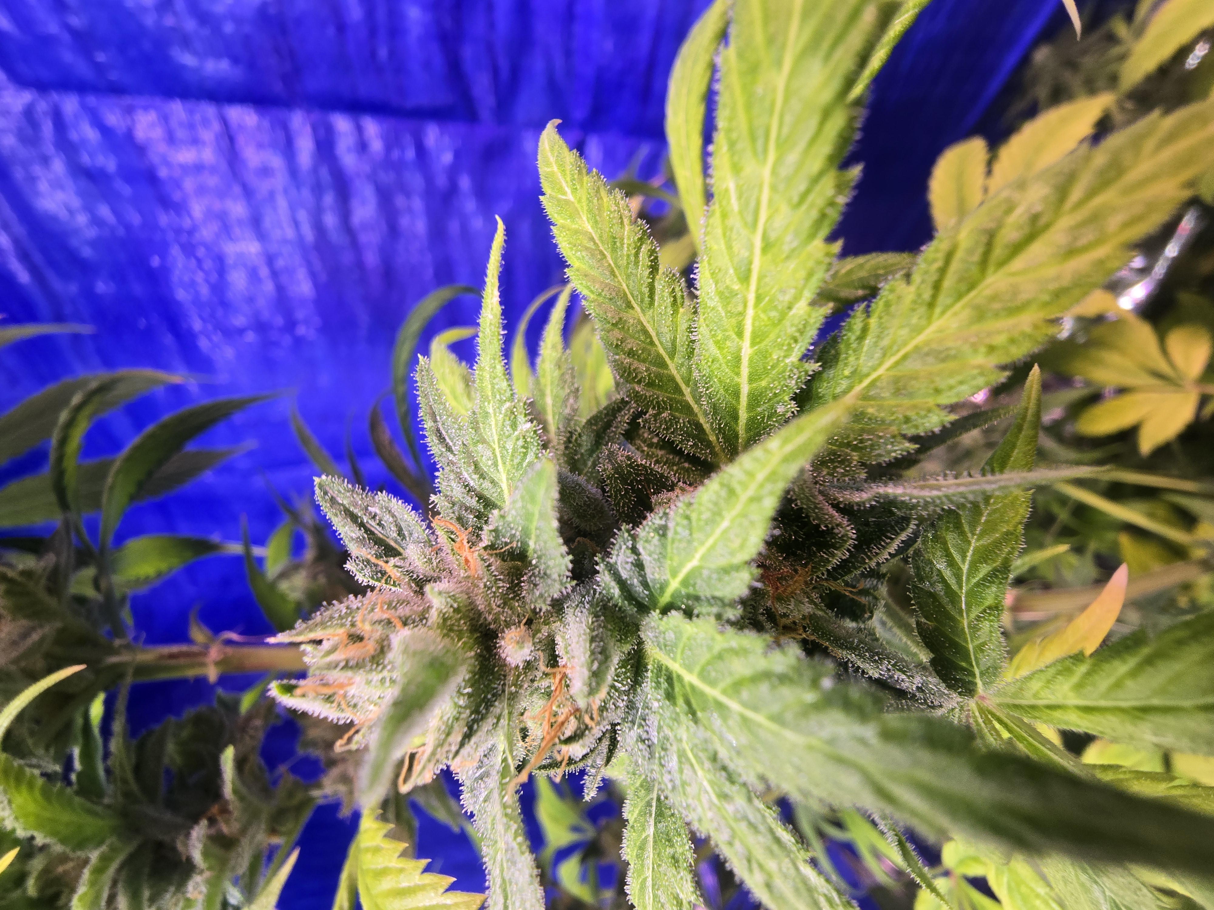 2nd Harvest — flower, day 7