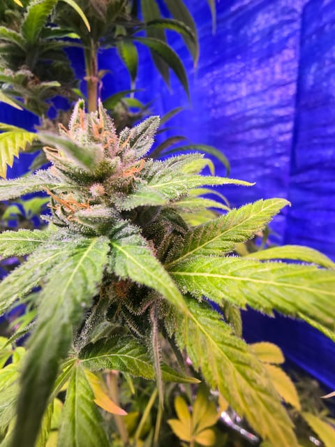 2nd Harvest — flower, day 7