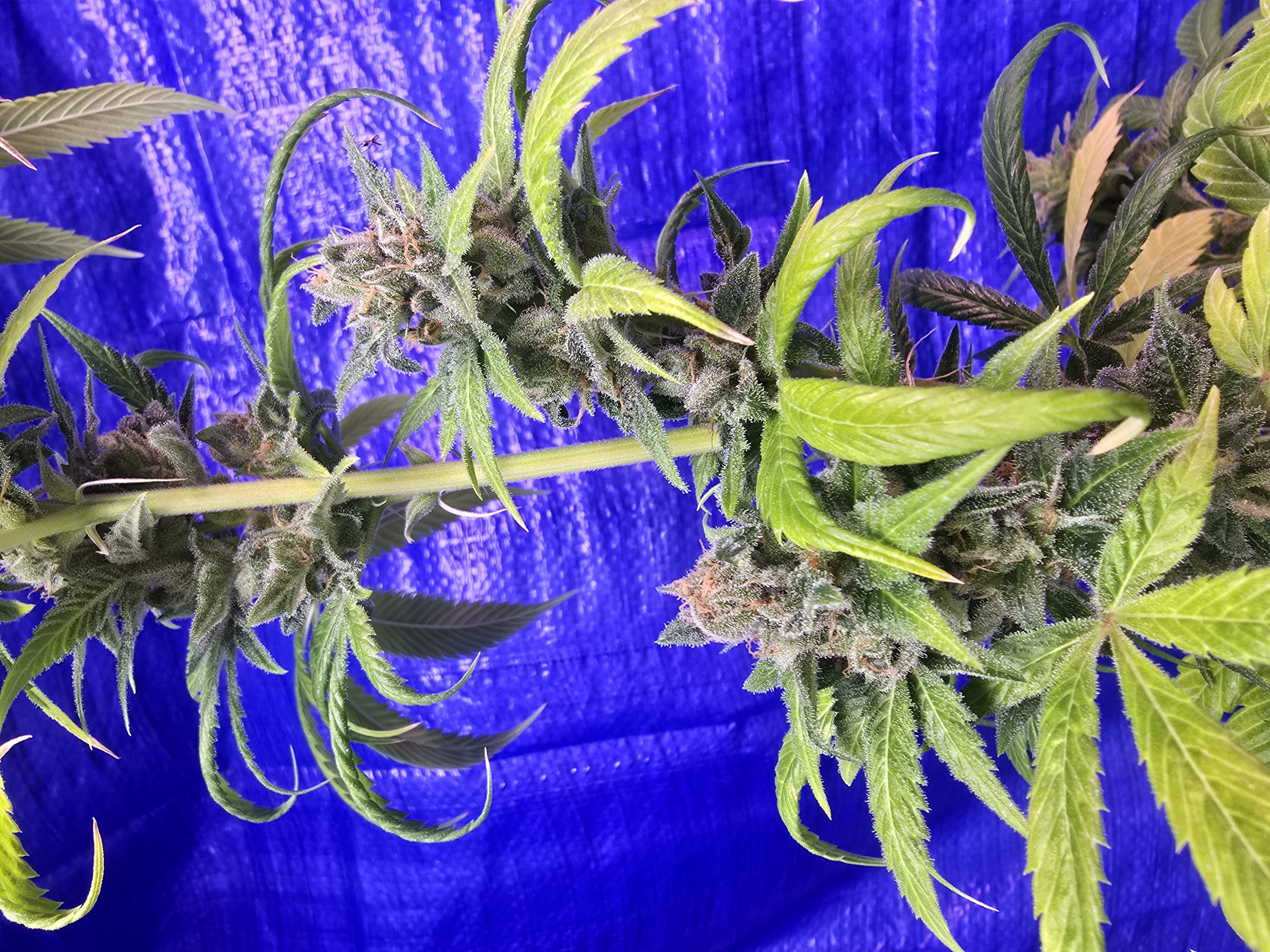 2nd Harvest — flower, day 7