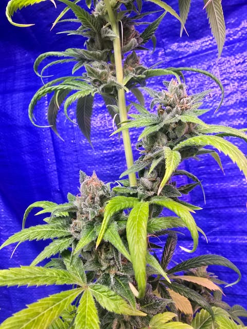 2nd Harvest — flower, day 7