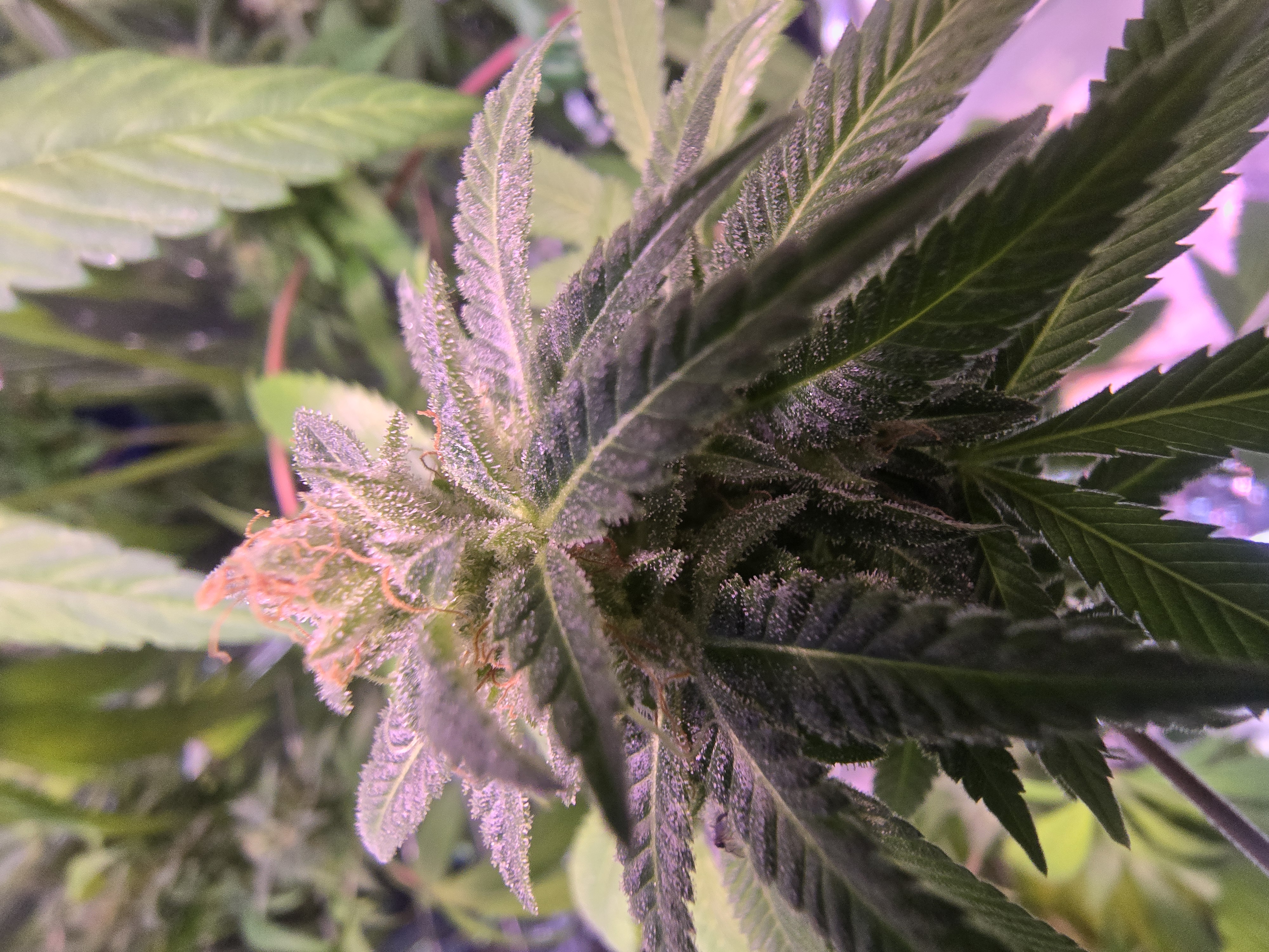 2nd Harvest — flower, day 7