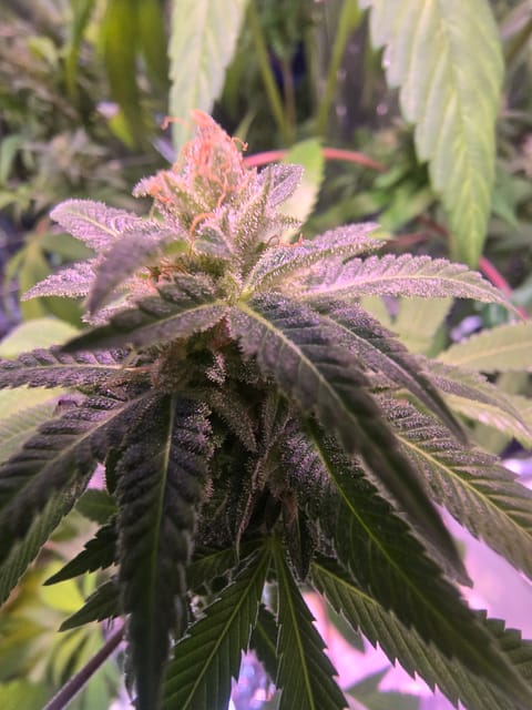 2nd Harvest — flower, day 7