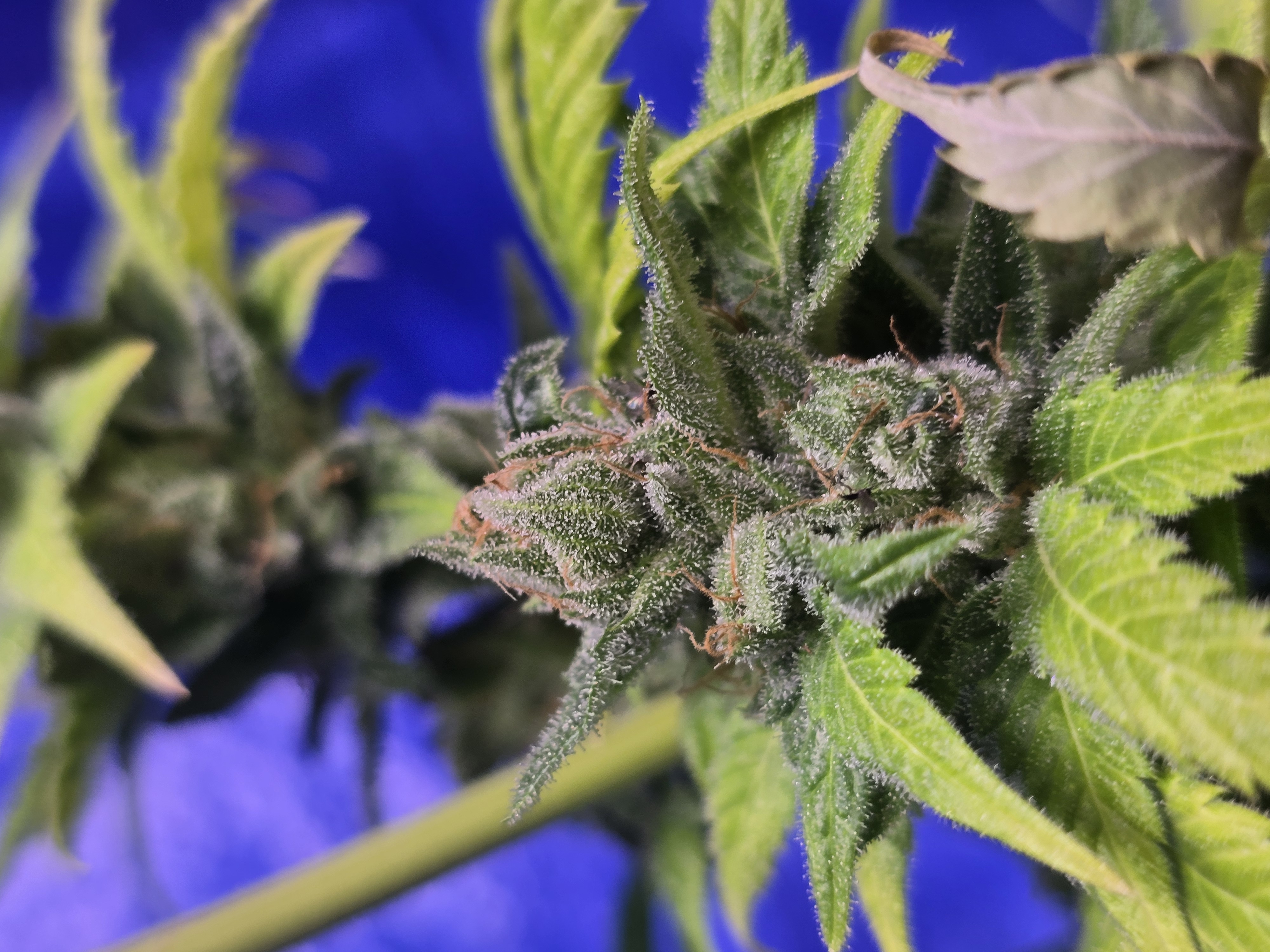 2nd Harvest — flower, day 18