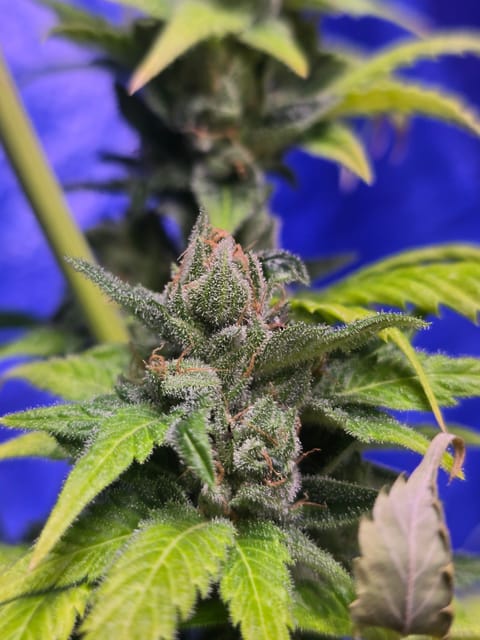 2nd Harvest — flower, day 18