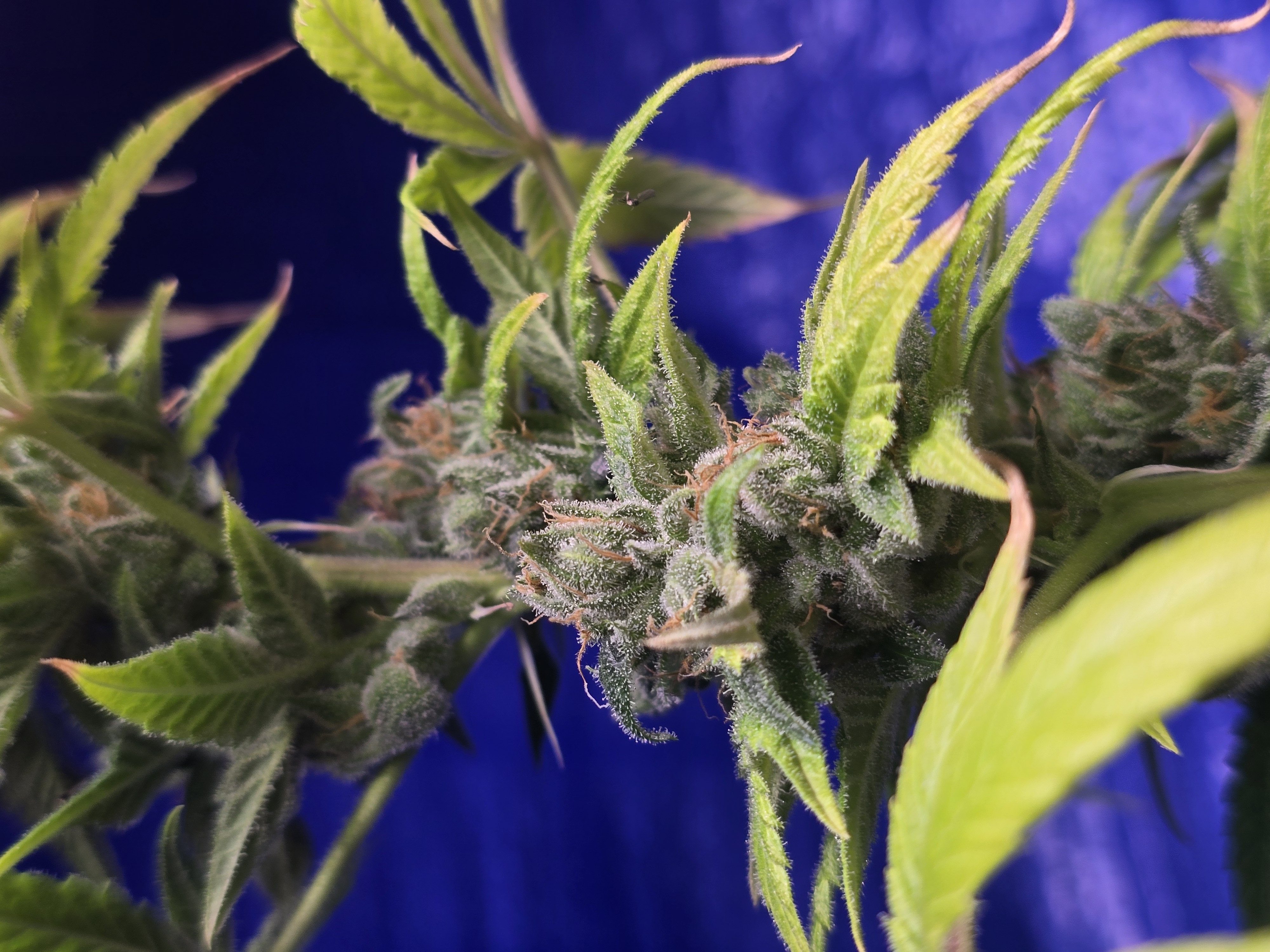 2nd Harvest — flower, day 18