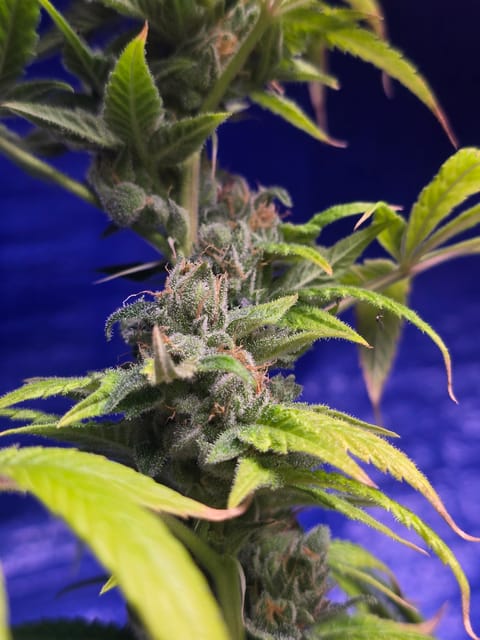 2nd Harvest — flower, day 18