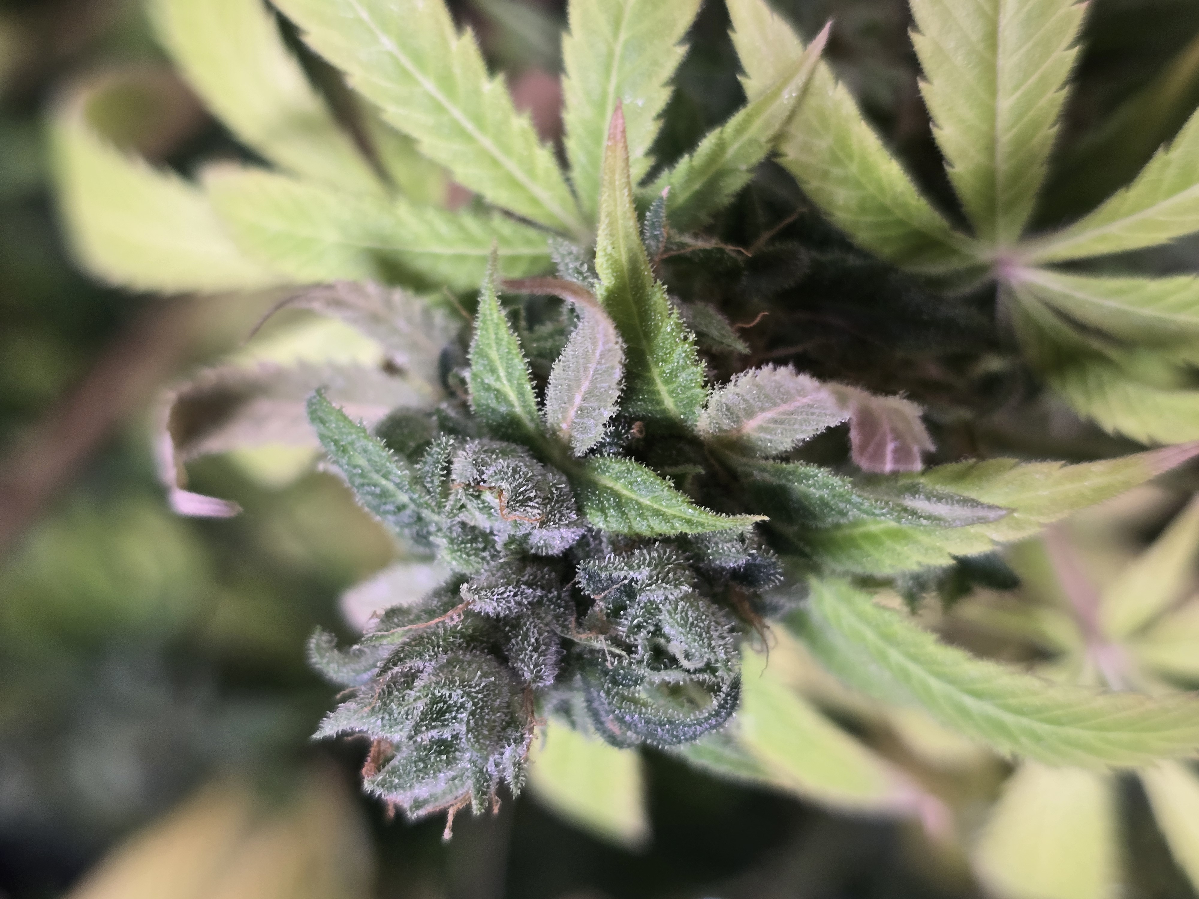 2nd Harvest — flower, day 18