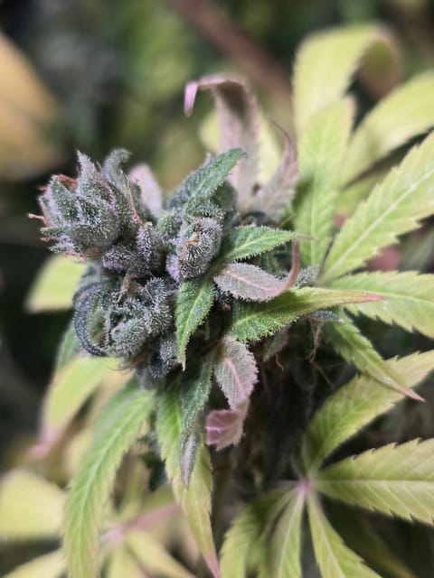 2nd Harvest — flower, day 18