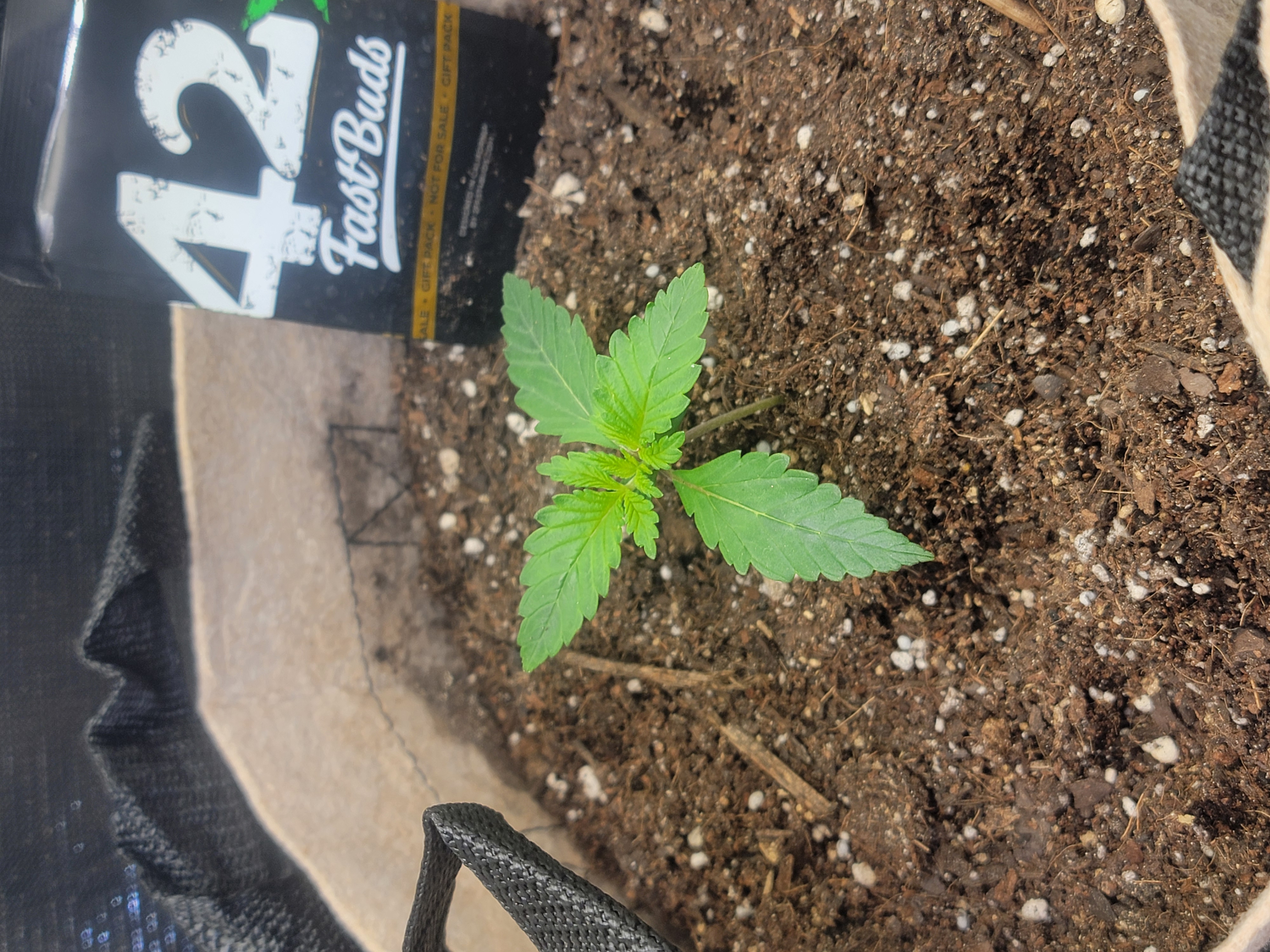 Auto cup — seedling_rooting, day 1