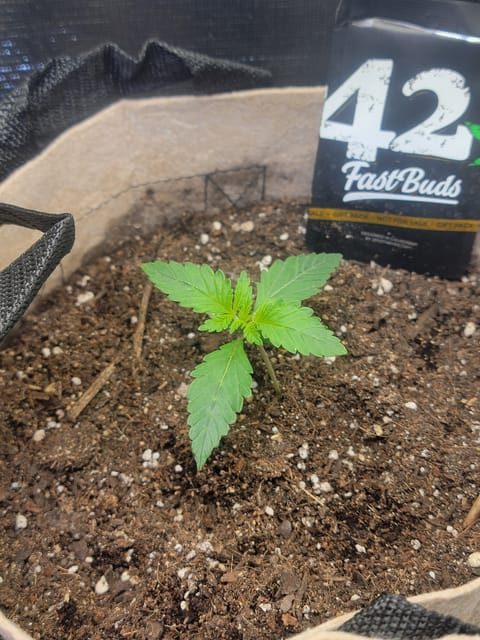 Auto cup — seedling_rooting, day 1