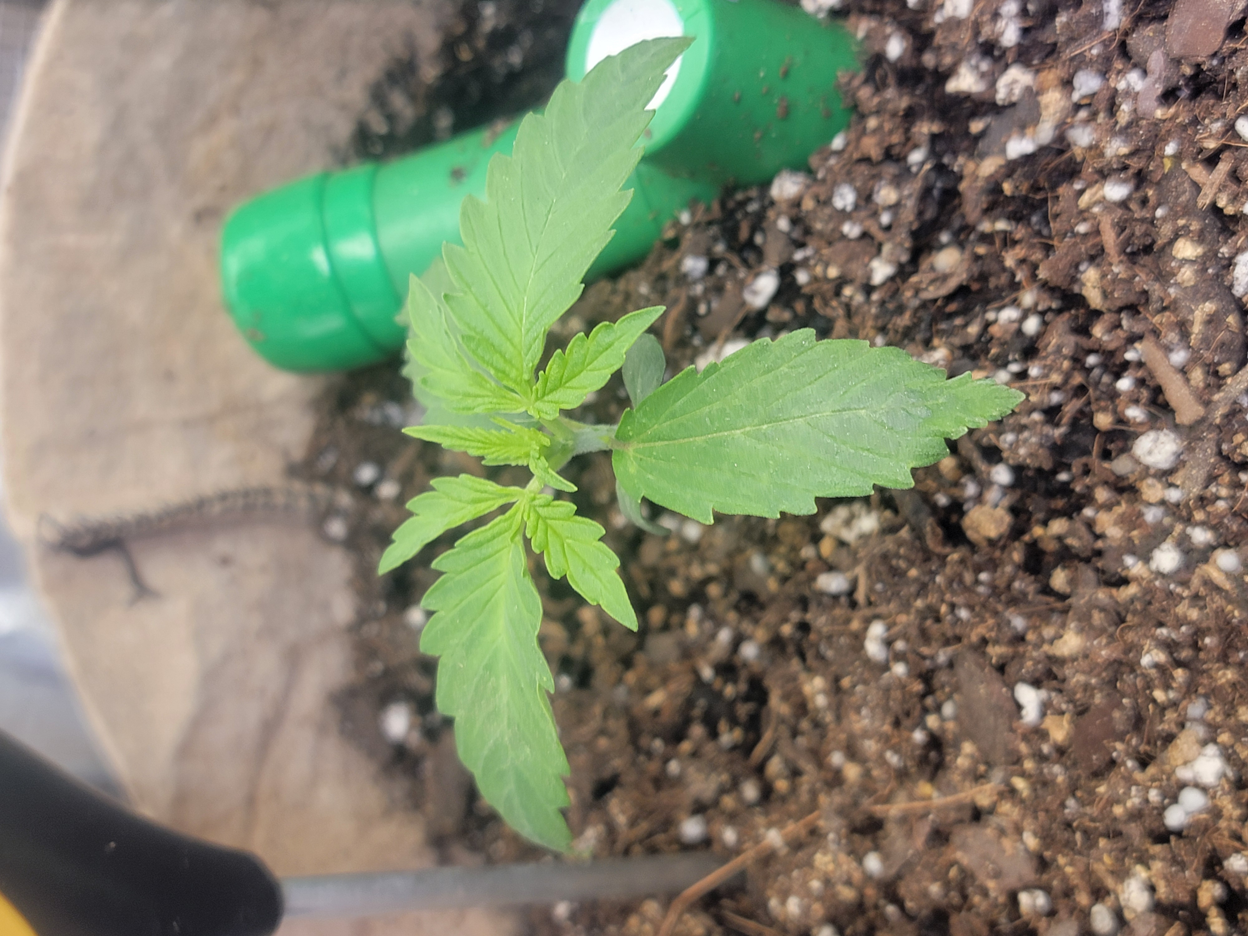 Auto cup — seedling_rooting, day 1