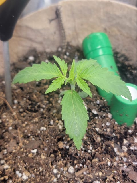 Auto cup — seedling_rooting, day 1