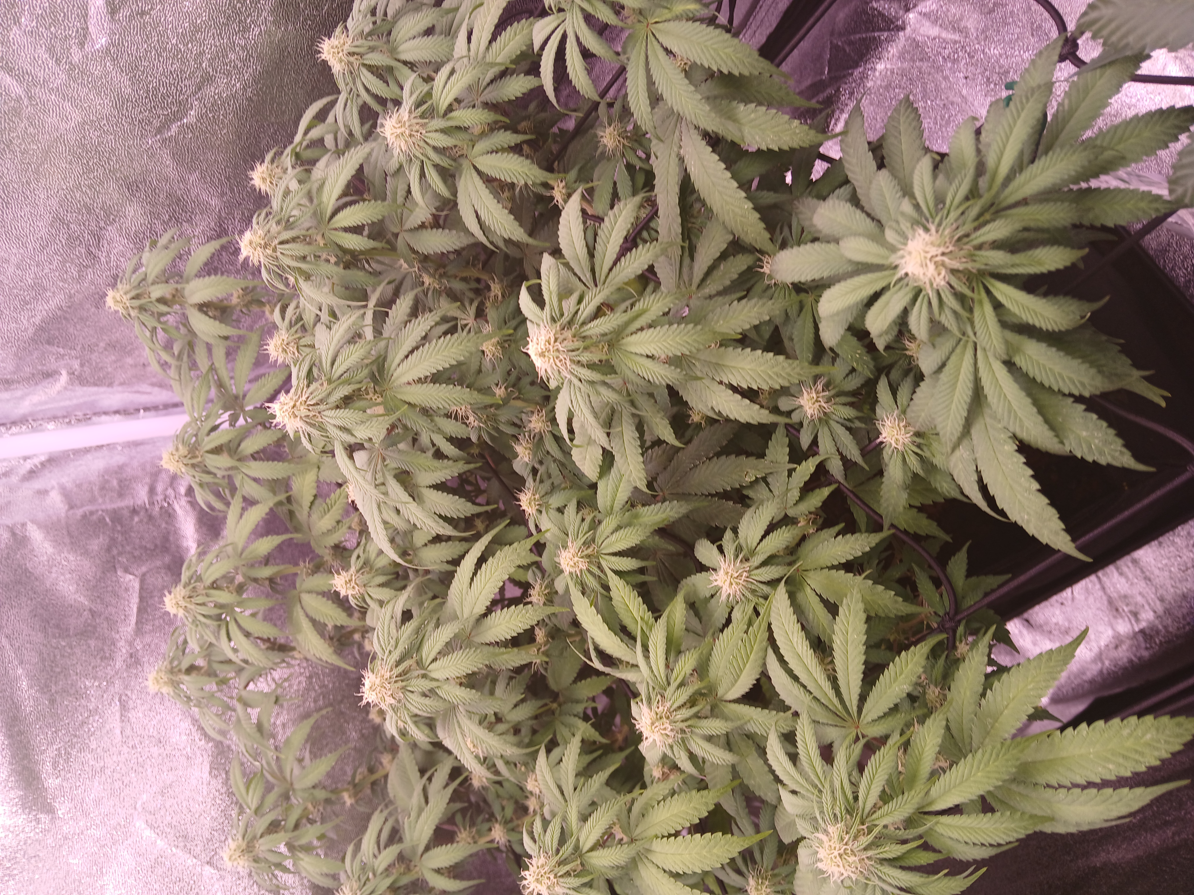 papaya punch flowering