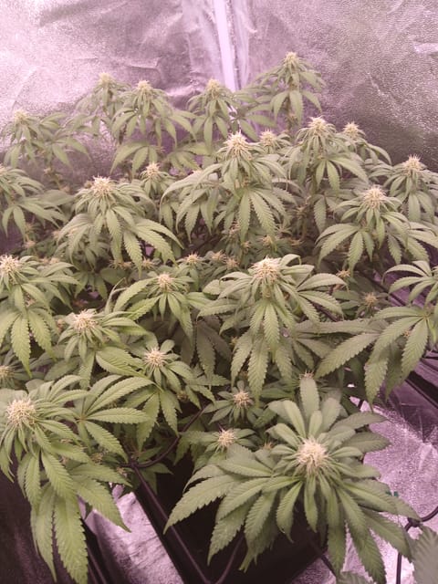 papaya punch flowering