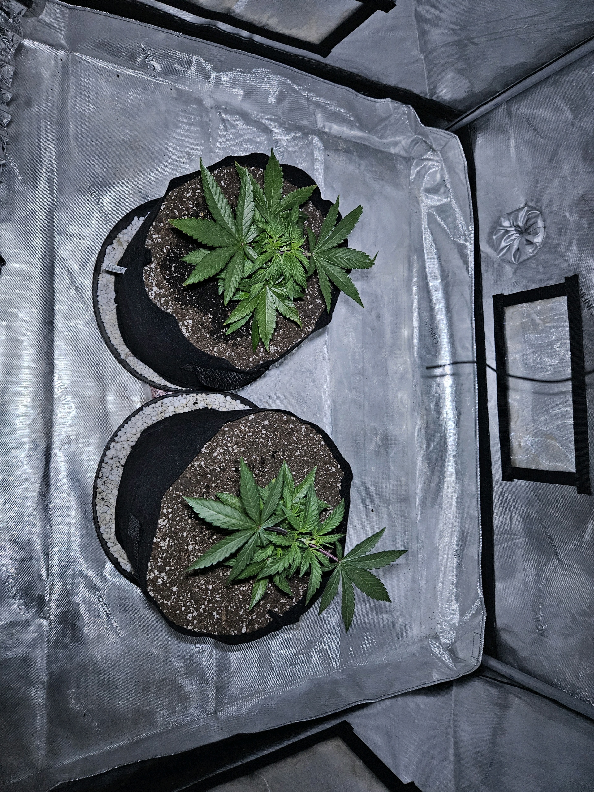 BLACKCHERRY SHERB — vegetative, day 2