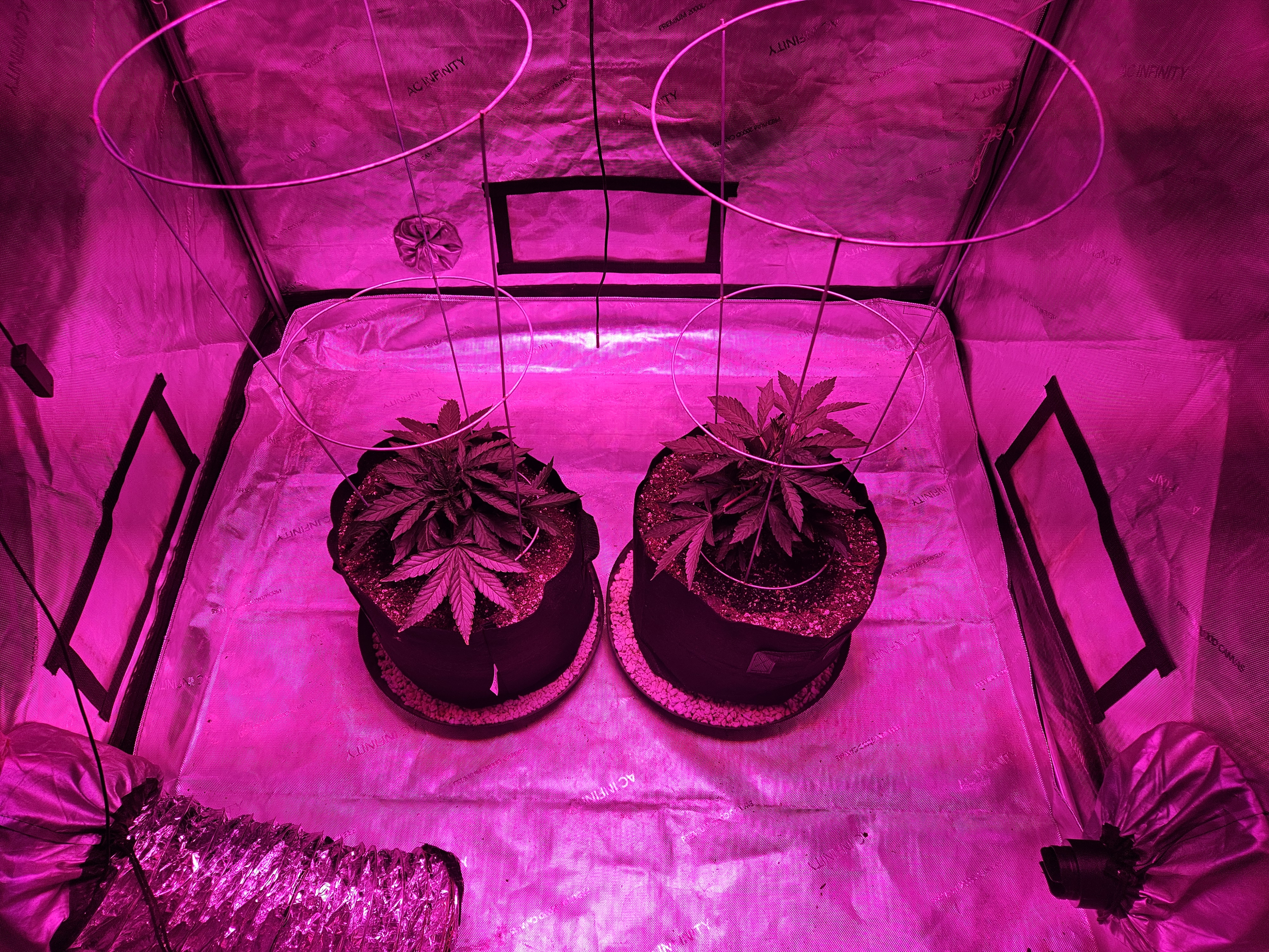 BLACKCHERRY SHERB — vegetative, day 4