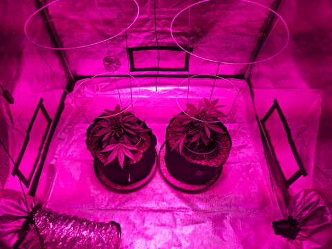 BLACKCHERRY SHERB — vegetative, day 4