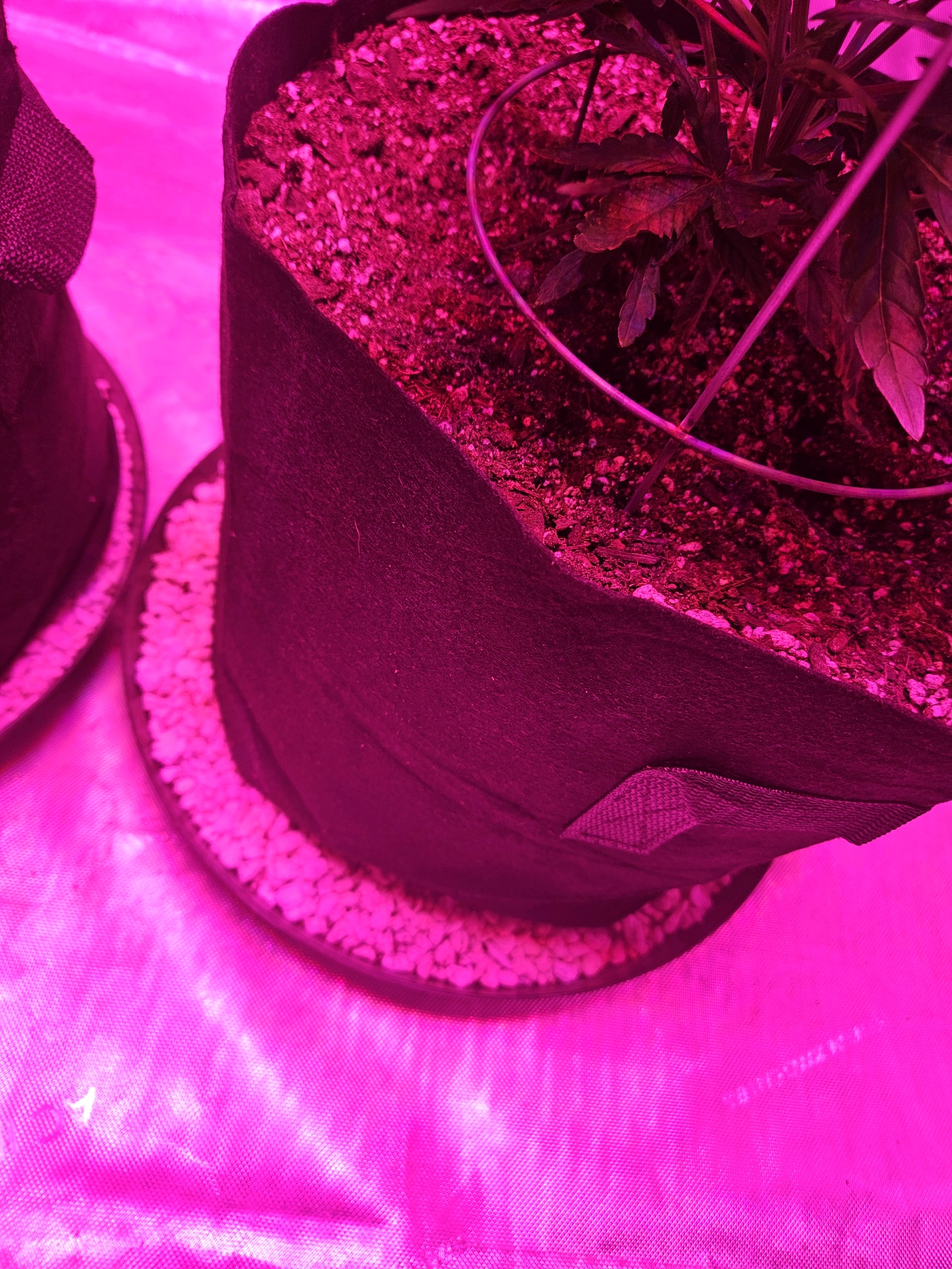 BLACKCHERRY SHERB — vegetative, day 5