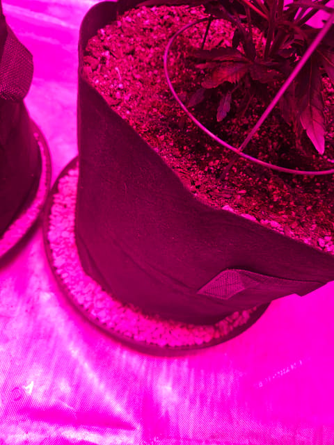 BLACKCHERRY SHERB — vegetative, day 5