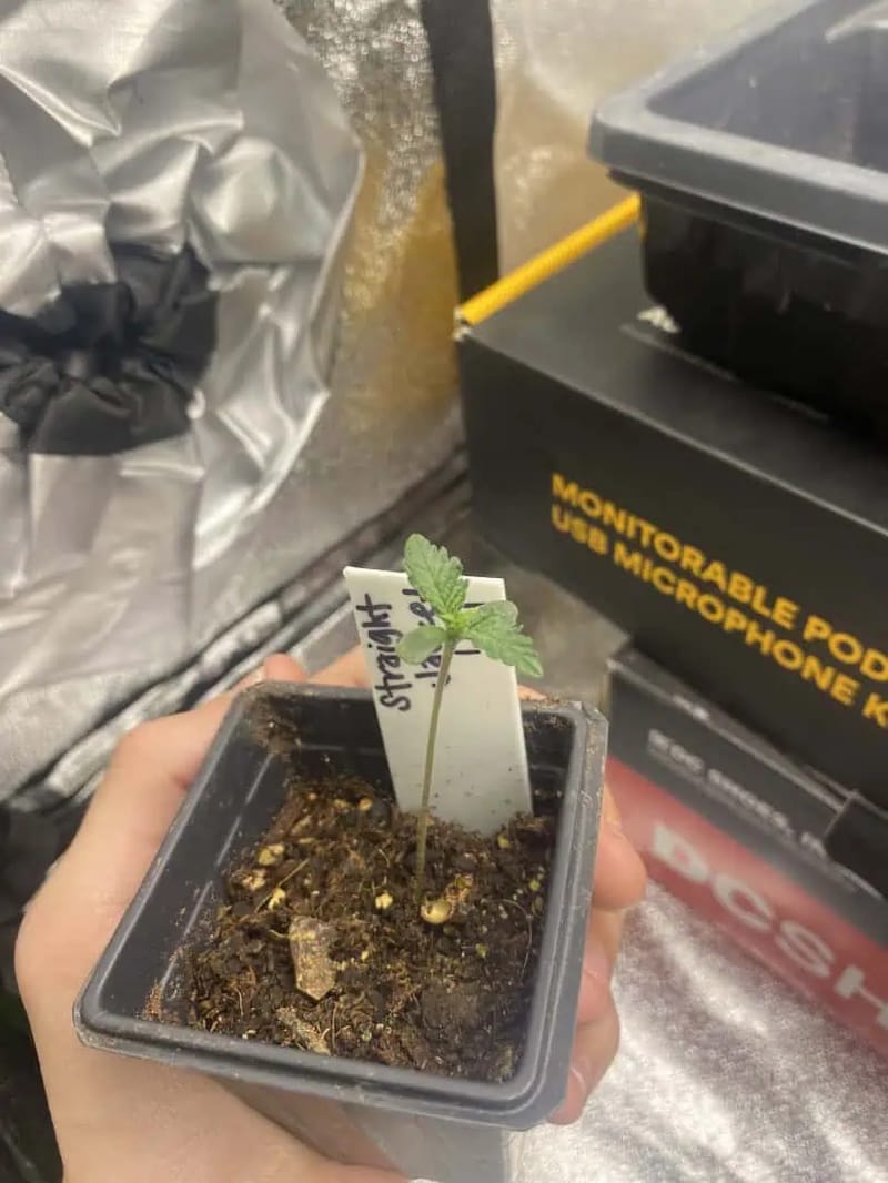 1st grow!