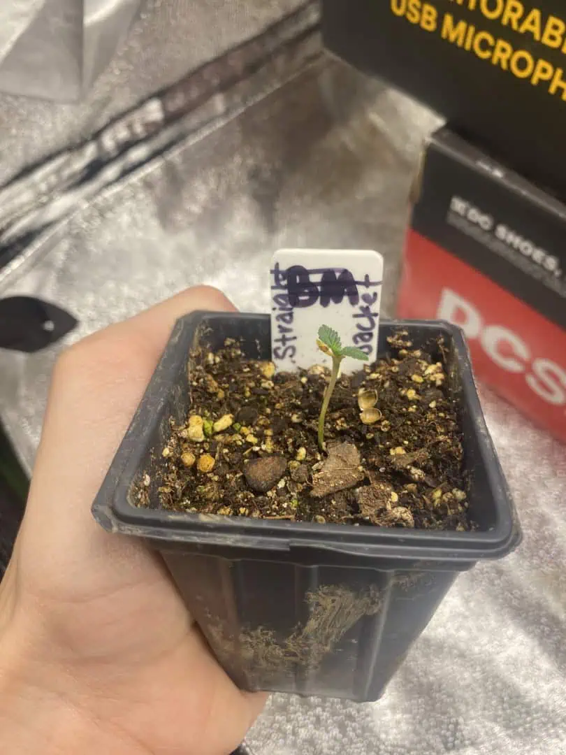 1st grow! — seedling_rooting, day 1
