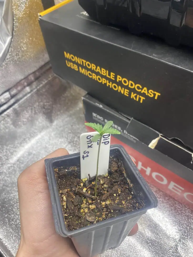 1st grow! — seedling_rooting, day 1