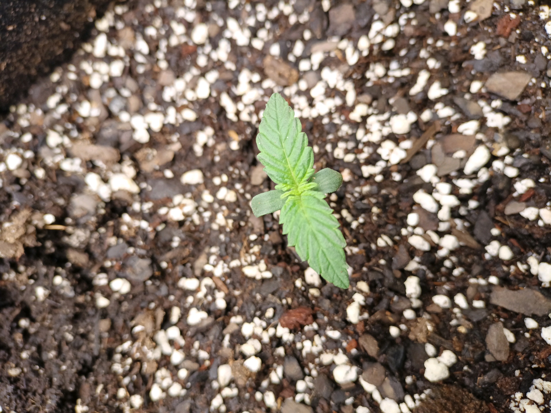 Flava Boyz 1st Grow — seedling_rooting, day 5
