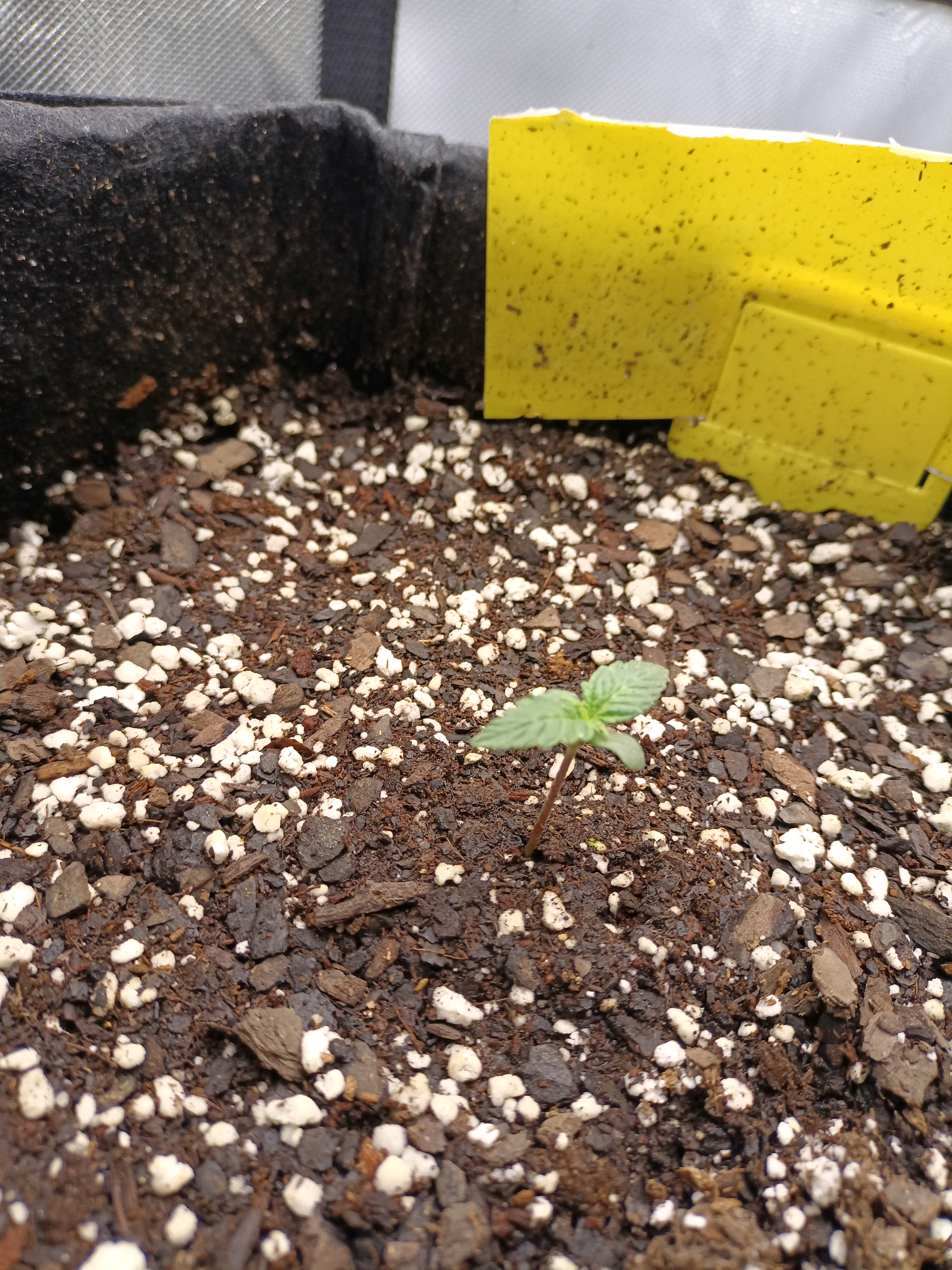 Flava Boyz 1st Grow — seedling_rooting, day 5