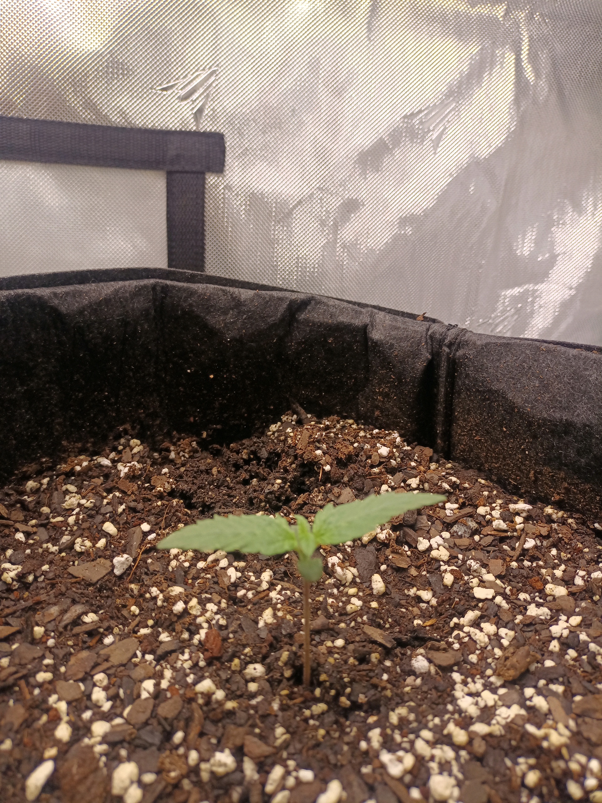 Flava Boyz 1st Grow — seedling_rooting, day 6