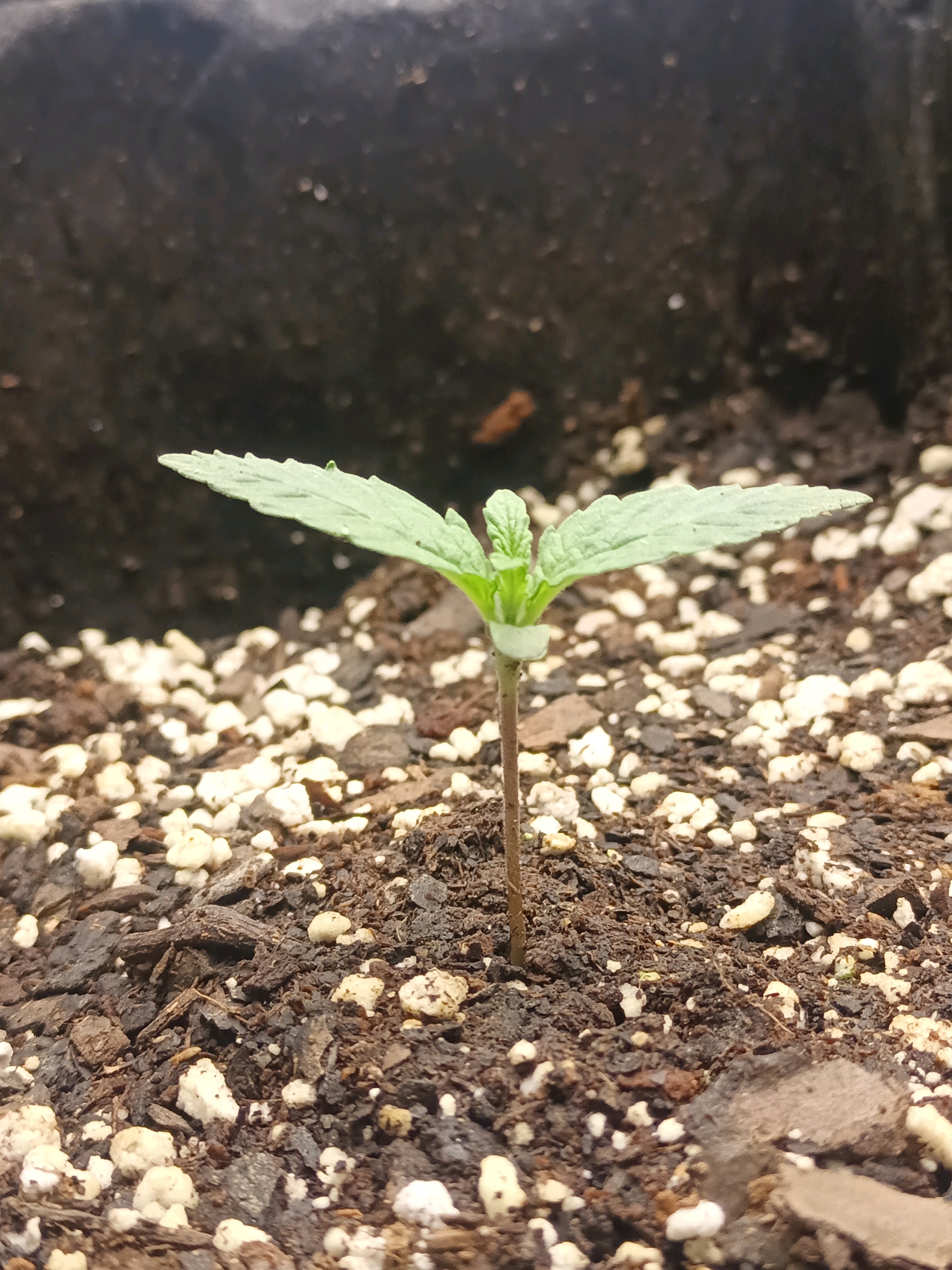 Flava Boyz 1st Grow — seedling_rooting, day 6