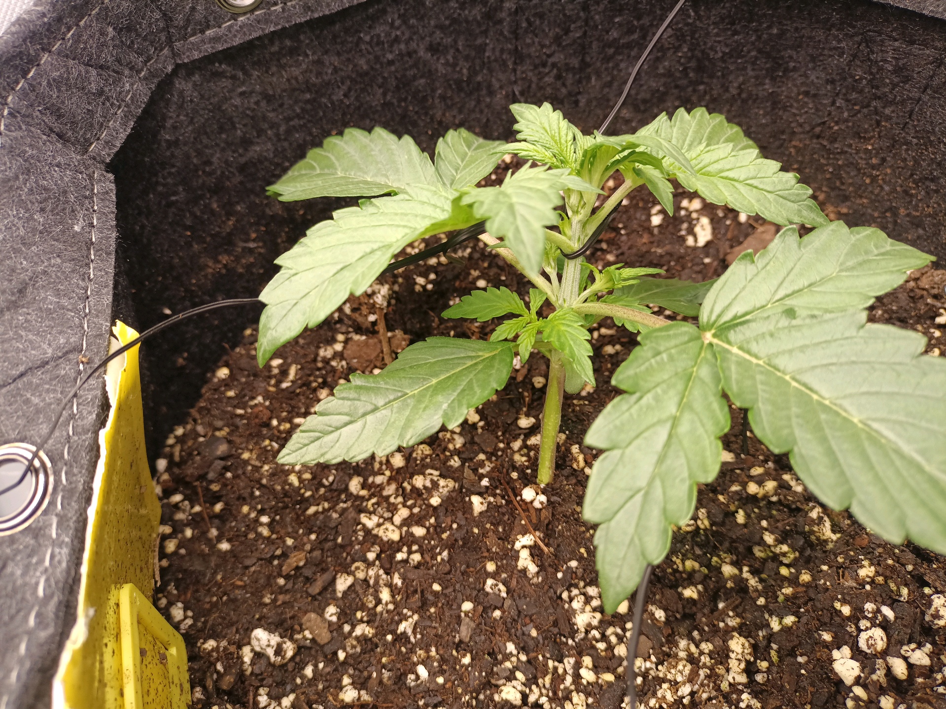 Flava Boyz 1st Grow — seedling_rooting, day 14