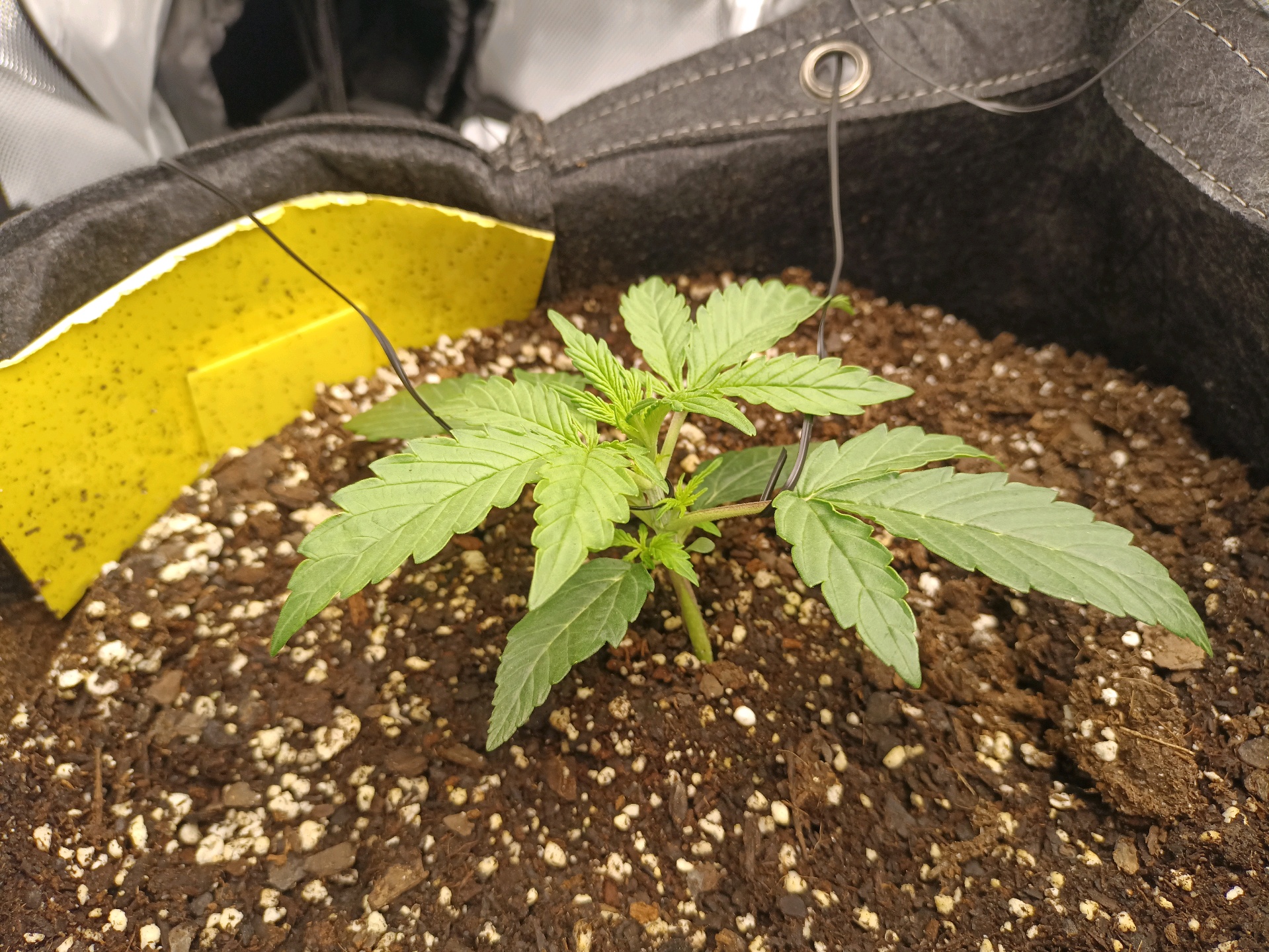 Flava Boyz 1st Grow — seedling_rooting, day 14