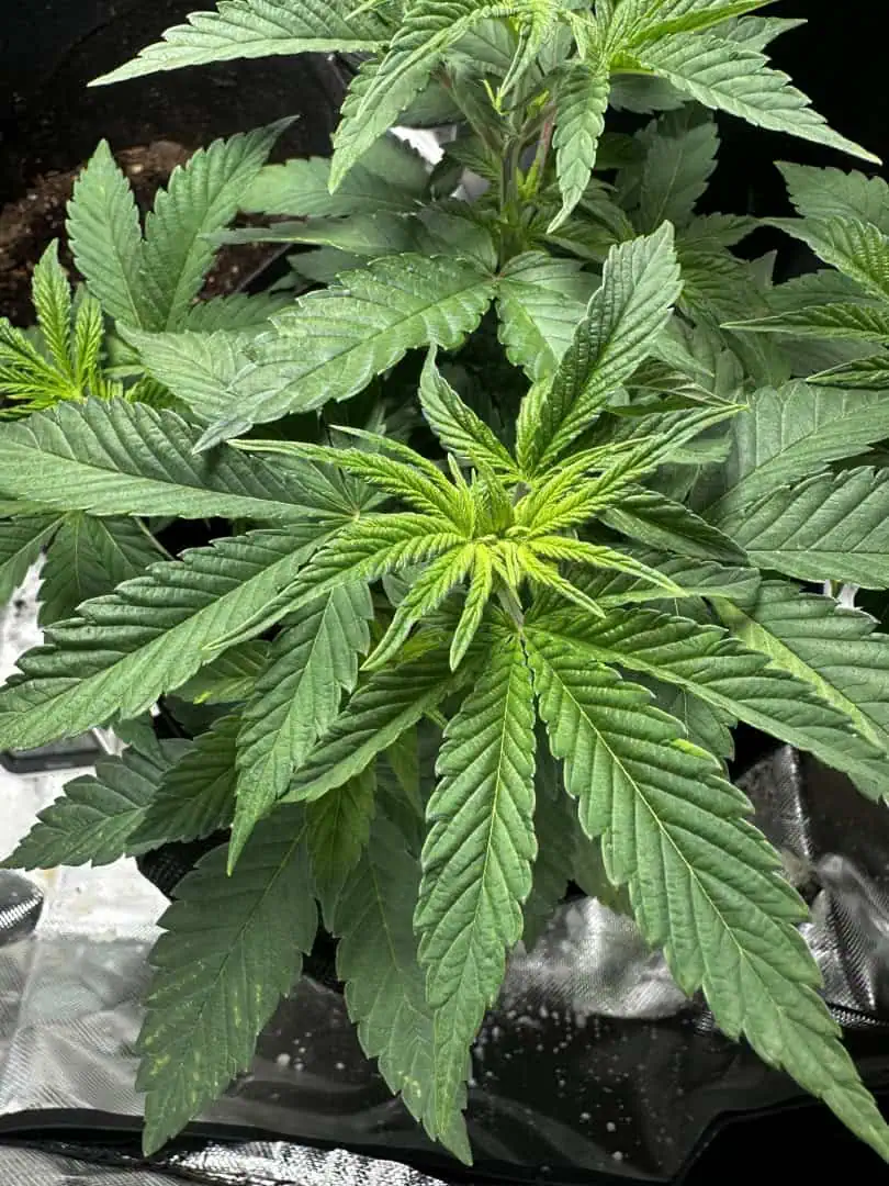 Rio — vegetative, day 5