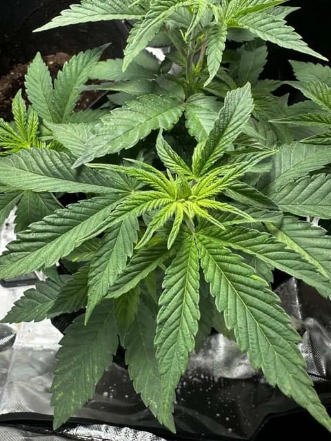 Rio — vegetative, day 5