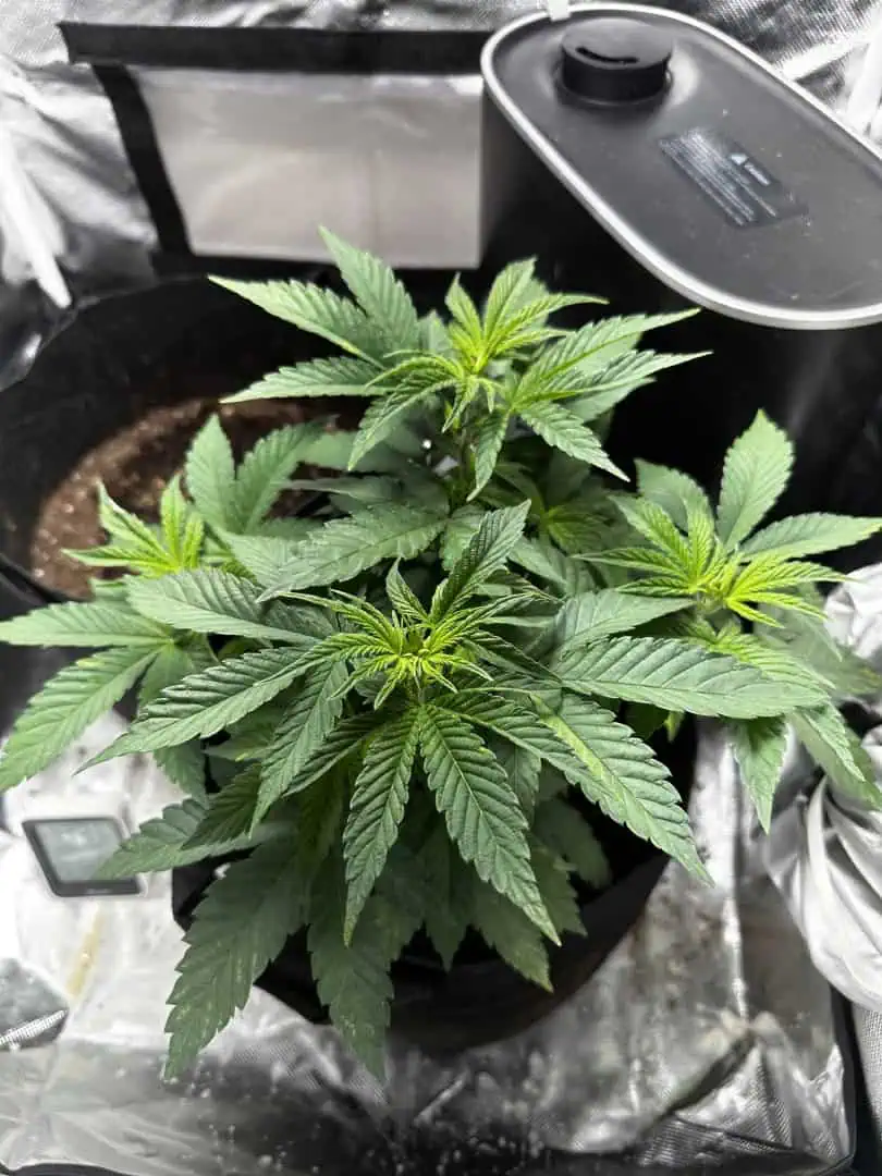 Rio — vegetative, day 5