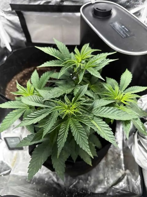 Rio — vegetative, day 5